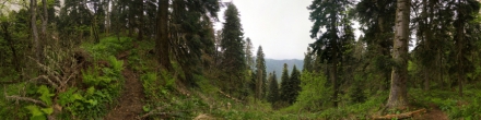 Леса горы Большой Тхач. Фотография.