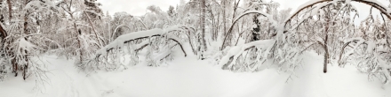Зимний лес на Кольском полуострове. Фотография.