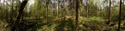 Болото в Чугаевском лесу 2. Фотография.