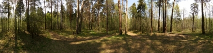Лесной перекресток возле болота. Фотография.