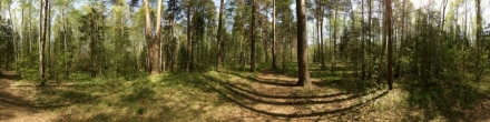 Тропа в весеннем лесу. Пермь. Фотография.