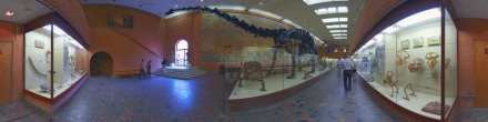 Московский палеонтологический музей, зал 5-3.. Москва. Фотография.