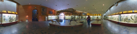 Московский палеонтологический музей, зал 6-4.. Москва. Фотография.