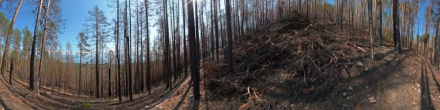 Лес после пожара. Байкал. Фотография.