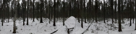 Зимний лес. Ханты-Мансийск. Фотография.