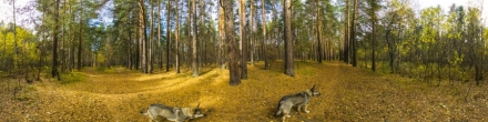 Челябинская осень. Челябинск. Фотография.