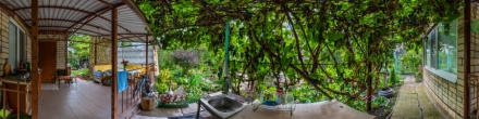 Под виноградным кустом на нашей даче.. Расловка 2. Фотография.