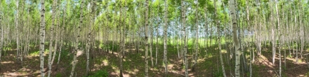 В полях. Берёзовый колок. Фотография.