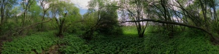 Цветёт черёмуха (2). Фотография.