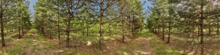 Леса России. Сосновые посадки.. Фотография.