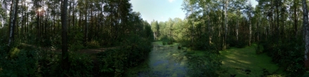 Лесное болото. Пермь. Фотография.