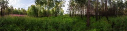 Лес. Черемхово. Фотография.
