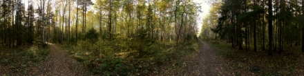 Осенний лес. Фотография.