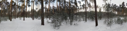 Зимний лес. Фотография.