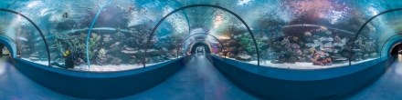 Анталийский аквариум, водолаз. Фотография.