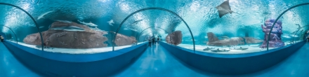 Анталийский аквариум, скаты. Анталия. Фотография.