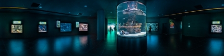 Анталийский аквариум, мурены. Анталия. Фотография.