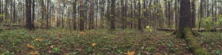Ельник в Подушкинском лесу. Фотография.