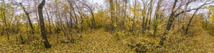 Заячий Остров, тропика в осенней листве. Фотография.