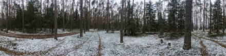 Первый снег в лесу. Фотография.