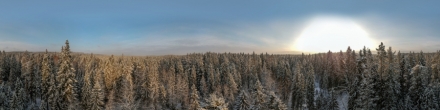 Зимний лес. Орехово. Фотография.