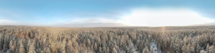 Зимний лес (100м). Фотография.