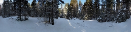 Зимний лес возле Назымской. Фотография.