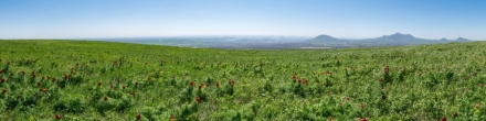 Гора Лысая, цветение пионов (823). Гора Лысая. Фотография.