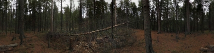 Дерево, обработанное дятлом. Ханты-Мансийск. Фотография.