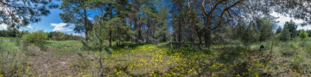 Сосновый лес в Ростовской области. Криворожье. Фотография.