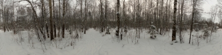 Зимний лес. Пермь. Фотография.