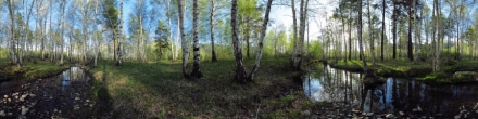 Весенний лес Ульбастроя.. Риддер. Фотография.