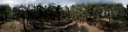Поляна в Лыткаринском лесу. Фотография.