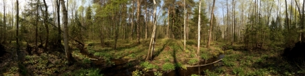 Ручей в весеннем лесу. Пермь. Фотография.