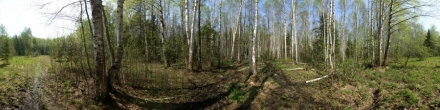 Лесная поляна в мае. Пермь. Фотография.