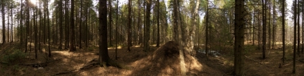 Муравейник в весеннем лесу. Ханты-Мансийск. Фотография.