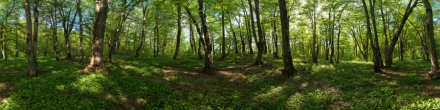 Лес у тропы. Фотография.