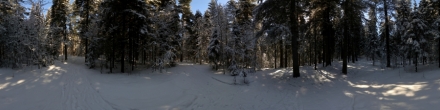 Лес возле гостиницы Мисне. Ханты-Мансийск. Фотография.