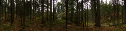Осенний лес 2020. Ханты-Мансийск. Фотография.