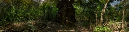 Могучее дерево (2). Георгиевск. Фотография.