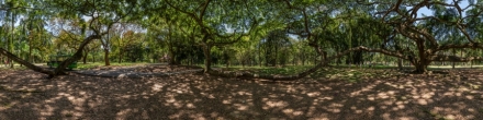 Королевский ботанический сад - среди стволов гигантского фикуса.. Фотография.