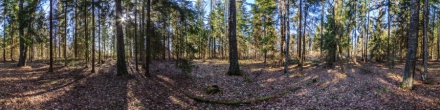 Лужский лес1. Фотография.