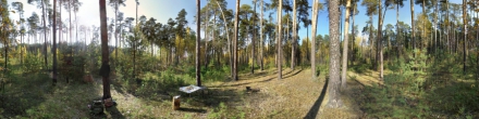 Черняевский лес. Фотография.