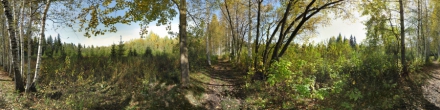 Берёзовая аллея в Черняевском лесу. Фотография.