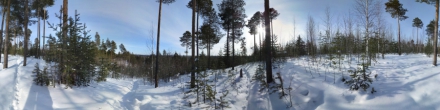 Зимний лес.. Фотография.