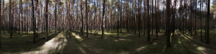 Сосновый лес. Фотография.