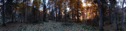 Осенний лес. Домбай. Фотография.