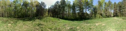 Лес в мае. Пермь. Фотография.